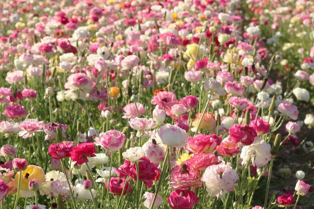 Ejercicios de Pilates ideales para esta primavera 🌿